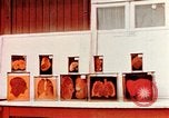 Image of Buchenwald Concentration Camp cutaway body specimens Ettersberg Germany, 1945, second 4 stock footage video 65675055285