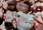 Image of Buchenwald Concentration Camp atrocities revealed Germany, 1945, second 23 stock footage video 65675055292