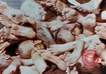 Image of Buchenwald Concentration Camp atrocities revealed Germany, 1945, second 38 stock footage video 65675055292