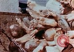 Image of Buchenwald Concentration Camp atrocities revealed Germany, 1945, second 41 stock footage video 65675055292