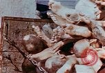 Image of Buchenwald Concentration Camp atrocities revealed Germany, 1945, second 43 stock footage video 65675055292
