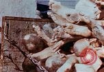 Image of Buchenwald Concentration Camp atrocities revealed Germany, 1945, second 44 stock footage video 65675055292