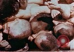Image of Buchenwald Concentration Camp atrocities revealed Germany, 1945, second 55 stock footage video 65675055292