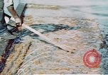 Image of man spreads grease on ways at Newport News Shipyard Newport News Virginia USA, 1943, second 14 stock footage video 65675055340