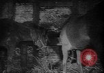 Image of Livestock auction Germany, 1938, second 3 stock footage video 65675055484