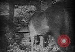 Image of Livestock auction Germany, 1938, second 4 stock footage video 65675055484