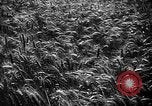 Image of Livestock auction Germany, 1938, second 27 stock footage video 65675055484