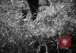 Image of Livestock auction Germany, 1938, second 29 stock footage video 65675055484