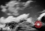 Image of Livestock auction Germany, 1938, second 34 stock footage video 65675055484