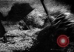 Image of Livestock auction Germany, 1938, second 36 stock footage video 65675055484