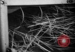 Image of Livestock auction Germany, 1938, second 40 stock footage video 65675055484