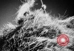 Image of Livestock auction Germany, 1938, second 45 stock footage video 65675055484
