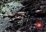 Image of dead Viet Cong Vietnam Vinh Te Canal, 1969, second 10 stock footage video 65675055543
