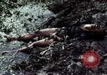 Image of dead Viet Cong Vietnam Vinh Te Canal, 1969, second 11 stock footage video 65675055543