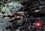 Image of dead Viet Cong Vietnam Vinh Te Canal, 1969, second 12 stock footage video 65675055543