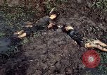 Image of dead Viet Cong Vietnam Vinh Te Canal, 1969, second 18 stock footage video 65675055543