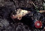 Image of dead Viet Cong Vietnam Vinh Te Canal, 1969, second 24 stock footage video 65675055543