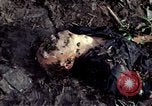 Image of dead Viet Cong Vietnam Vinh Te Canal, 1969, second 25 stock footage video 65675055543