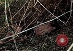 Image of dead Viet Cong Vietnam Vinh Te Canal, 1969, second 40 stock footage video 65675055543