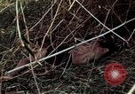 Image of dead Viet Cong Vietnam Vinh Te Canal, 1969, second 42 stock footage video 65675055543