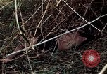 Image of dead Viet Cong Vietnam Vinh Te Canal, 1969, second 45 stock footage video 65675055543