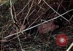 Image of dead Viet Cong Vietnam Vinh Te Canal, 1969, second 46 stock footage video 65675055543