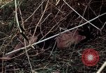 Image of dead Viet Cong Vietnam Vinh Te Canal, 1969, second 47 stock footage video 65675055543