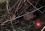 Image of dead Viet Cong Vietnam Vinh Te Canal, 1969, second 48 stock footage video 65675055543