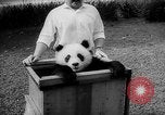 Image of Giant Panda Chi Chi Frankfurt Germany, 1958, second 4 stock footage video 65675055655