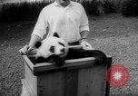 Image of Giant Panda Chi Chi Frankfurt Germany, 1958, second 5 stock footage video 65675055655
