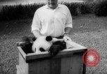 Image of Giant Panda Chi Chi Frankfurt Germany, 1958, second 6 stock footage video 65675055655