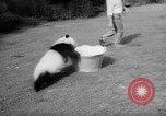 Image of Giant Panda Chi Chi Frankfurt Germany, 1958, second 10 stock footage video 65675055655