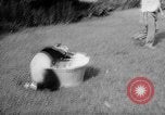 Image of Giant Panda Chi Chi Frankfurt Germany, 1958, second 11 stock footage video 65675055655