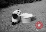 Image of Giant Panda Chi Chi Frankfurt Germany, 1958, second 12 stock footage video 65675055655