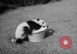 Image of Giant Panda Chi Chi Frankfurt Germany, 1958, second 13 stock footage video 65675055655