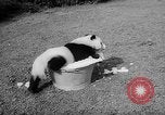 Image of Giant Panda Chi Chi Frankfurt Germany, 1958, second 14 stock footage video 65675055655