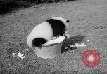 Image of Giant Panda Chi Chi Frankfurt Germany, 1958, second 15 stock footage video 65675055655