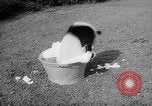 Image of Giant Panda Chi Chi Frankfurt Germany, 1958, second 16 stock footage video 65675055655