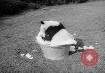 Image of Giant Panda Chi Chi Frankfurt Germany, 1958, second 17 stock footage video 65675055655