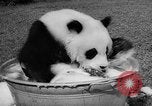 Image of Giant Panda Chi Chi Frankfurt Germany, 1958, second 18 stock footage video 65675055655