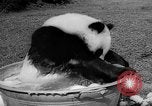 Image of Giant Panda Chi Chi Frankfurt Germany, 1958, second 19 stock footage video 65675055655