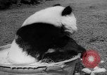 Image of Giant Panda Chi Chi Frankfurt Germany, 1958, second 20 stock footage video 65675055655