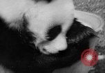 Image of Giant Panda Chi Chi Frankfurt Germany, 1958, second 21 stock footage video 65675055655