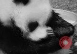 Image of Giant Panda Chi Chi Frankfurt Germany, 1958, second 22 stock footage video 65675055655
