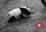 Image of Giant Panda Chi Chi Frankfurt Germany, 1958, second 25 stock footage video 65675055655