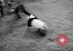Image of Giant Panda Chi Chi Frankfurt Germany, 1958, second 26 stock footage video 65675055655