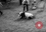 Image of Giant Panda Chi Chi Frankfurt Germany, 1958, second 27 stock footage video 65675055655