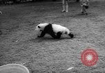 Image of Giant Panda Chi Chi Frankfurt Germany, 1958, second 28 stock footage video 65675055655