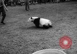 Image of Giant Panda Chi Chi Frankfurt Germany, 1958, second 29 stock footage video 65675055655