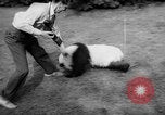 Image of Giant Panda Chi Chi Frankfurt Germany, 1958, second 30 stock footage video 65675055655